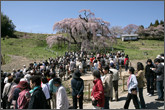 滝　桜